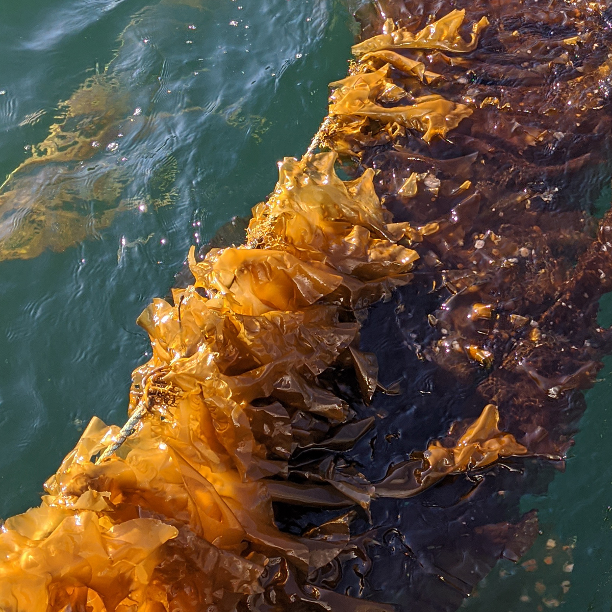 Cascadia Seaweed Corp. sugar kelp ready for harvest (photo: Cascadia Seaweed Corp.)