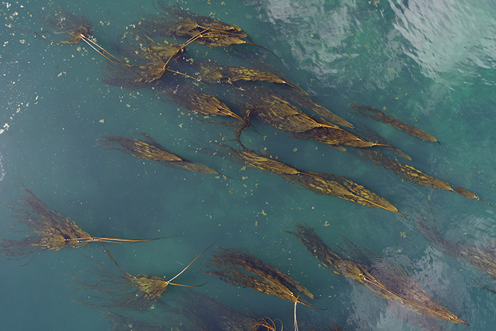 Aerial photograph of bull kelp (Nereocystis luetkeana) in Kwiakah First Nation traditional territory