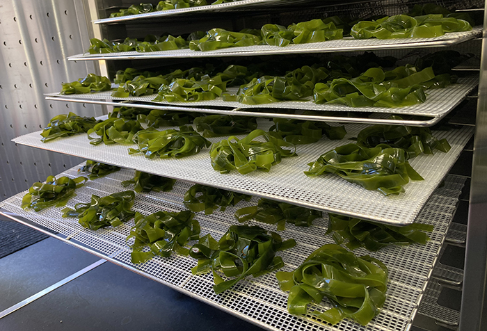 Bull kelp processed into kelp noodles, ready for dehydration.