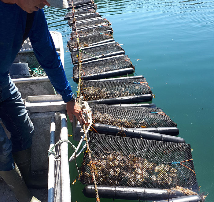 Automated oyster flipper project