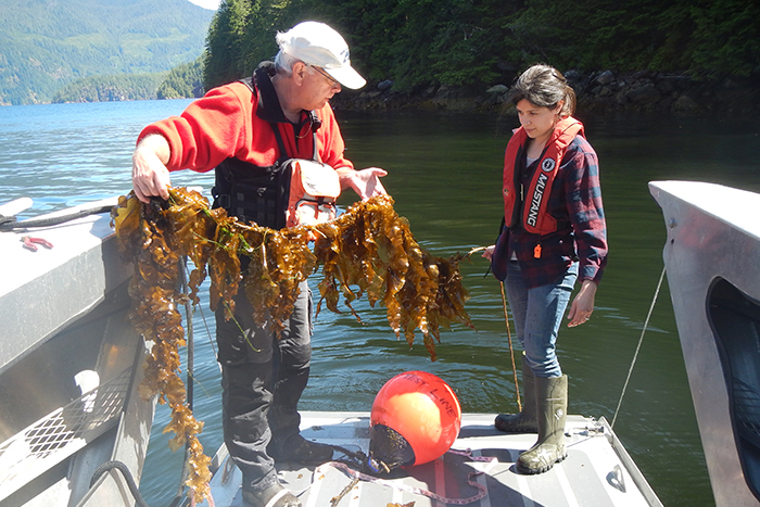 MCWA President, Mike Wright and NIC researcher Allie Byrne examine one of the experimental sugar kelp lines