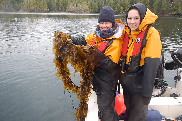 NSLP’s Jennifer Woodland and Mikaela Pettigrew hold up sugar kelp at one of the research sites