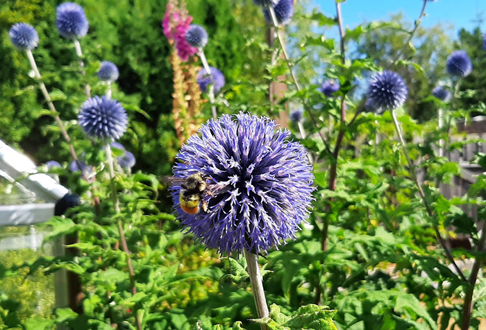 A bee pollinating a purple flower