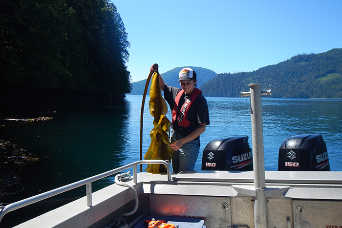 NIC student Sally Enns holds a piece of bull kelp that will be measured