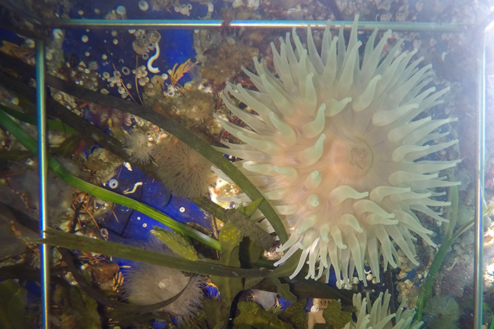 A ‘reef’ community growing on fish farm infrastructure in the Discovery Islands