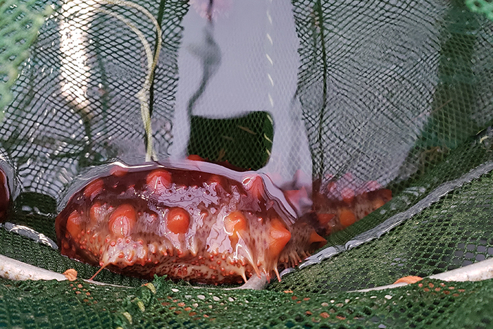 Sea cucumber containment systems are currently being tested in the lab prior to testing in the field at an oyster tenure