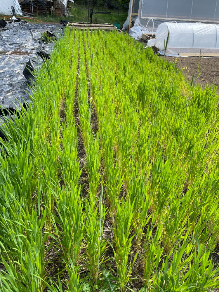Rows of wheat growing on Denman Island