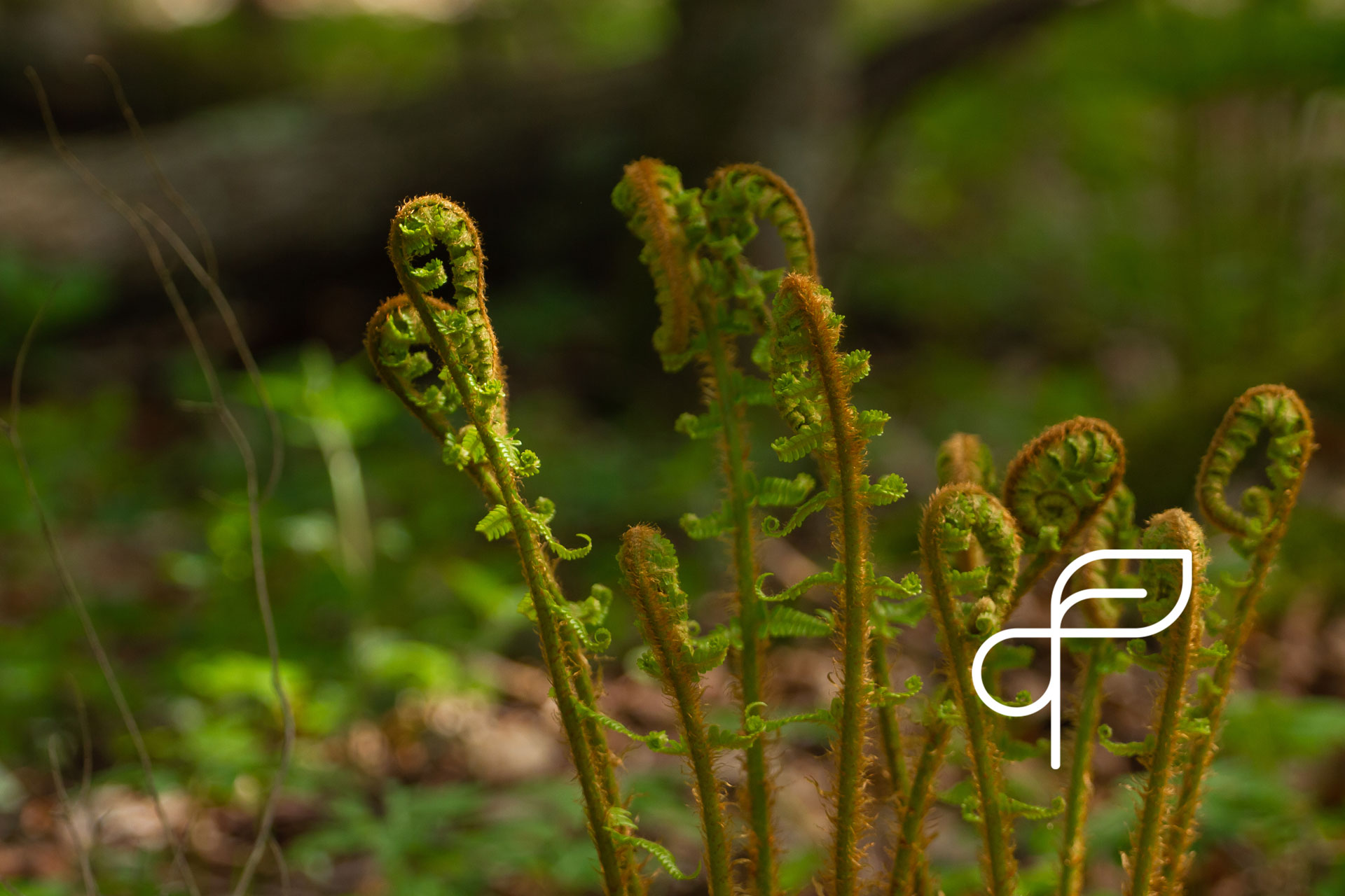 Close up of ferns opening in springtime