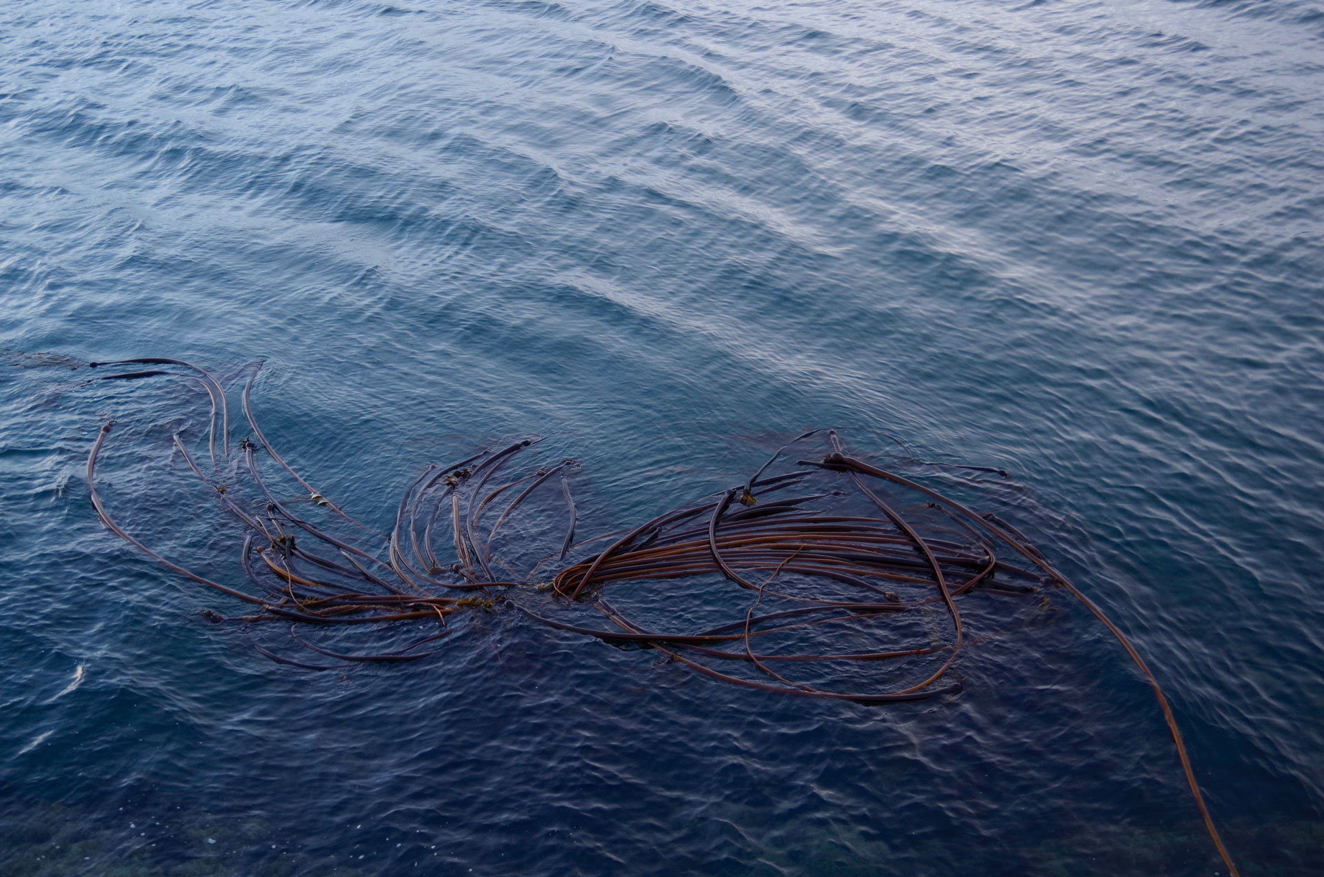 Kelp bed