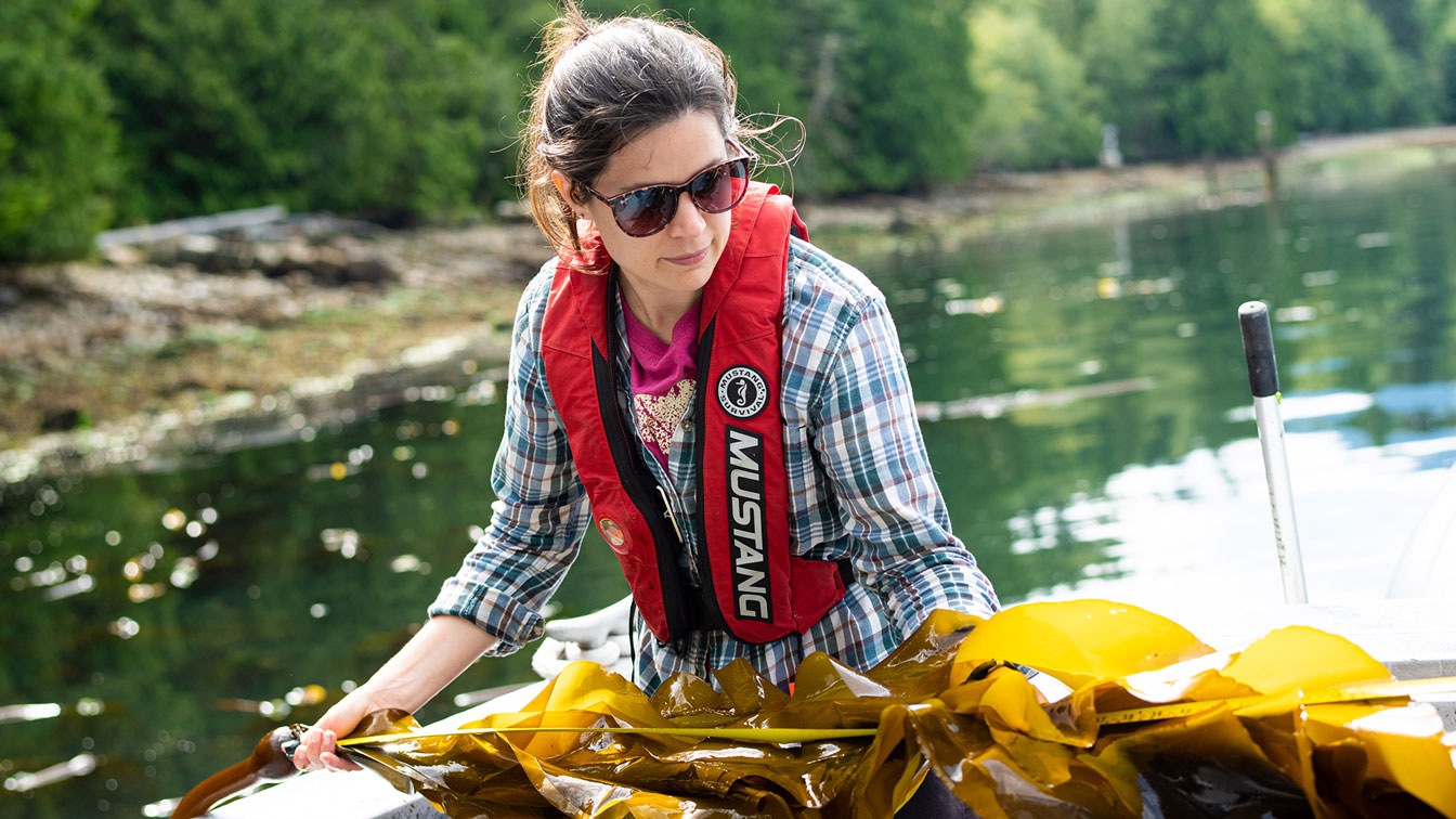 A researcher on a boat grabs hold of kelp